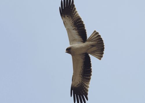 WhatsApp Image 2026-02-11 at 14.39.53(5)