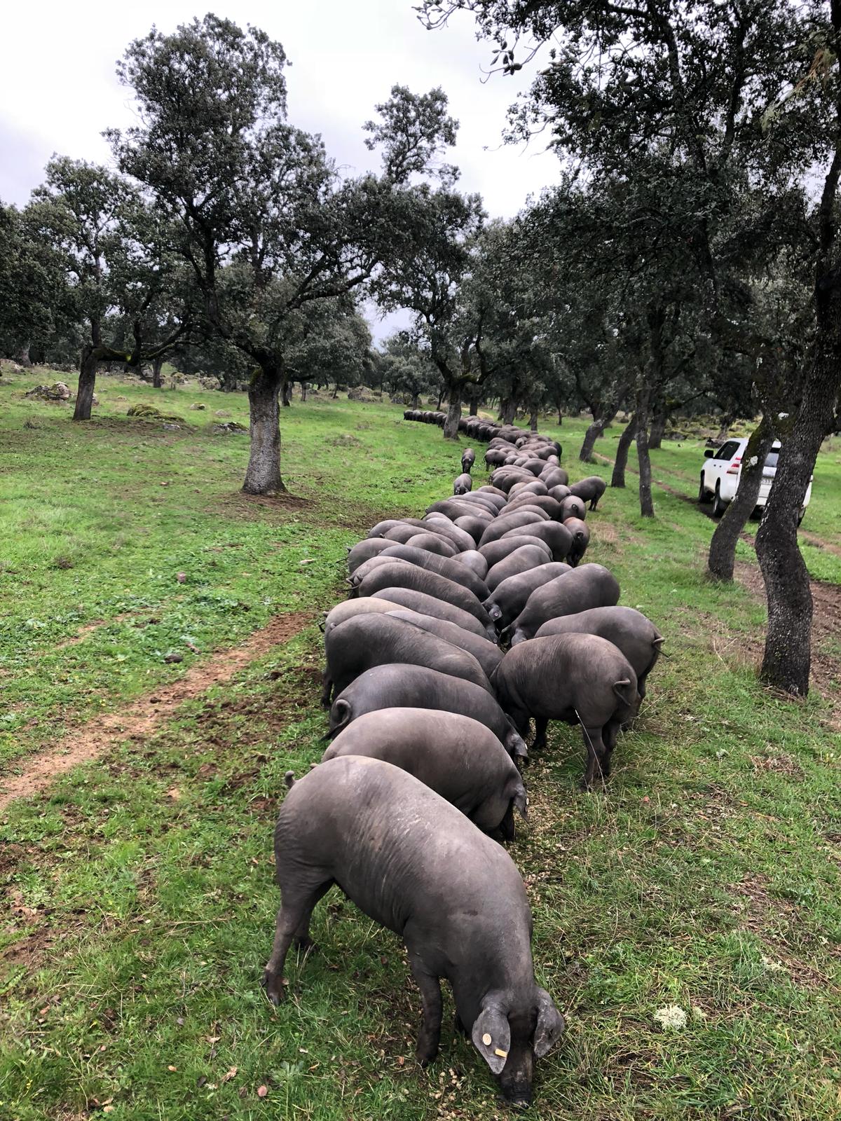 jamon ibérico casa rural los Pedroches Córdoba