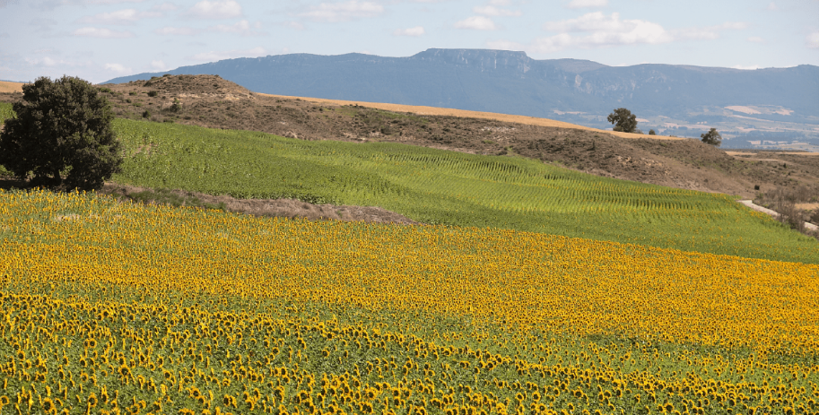 Campo de girasoles