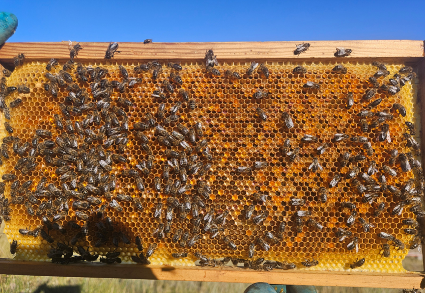 Panal de abejas