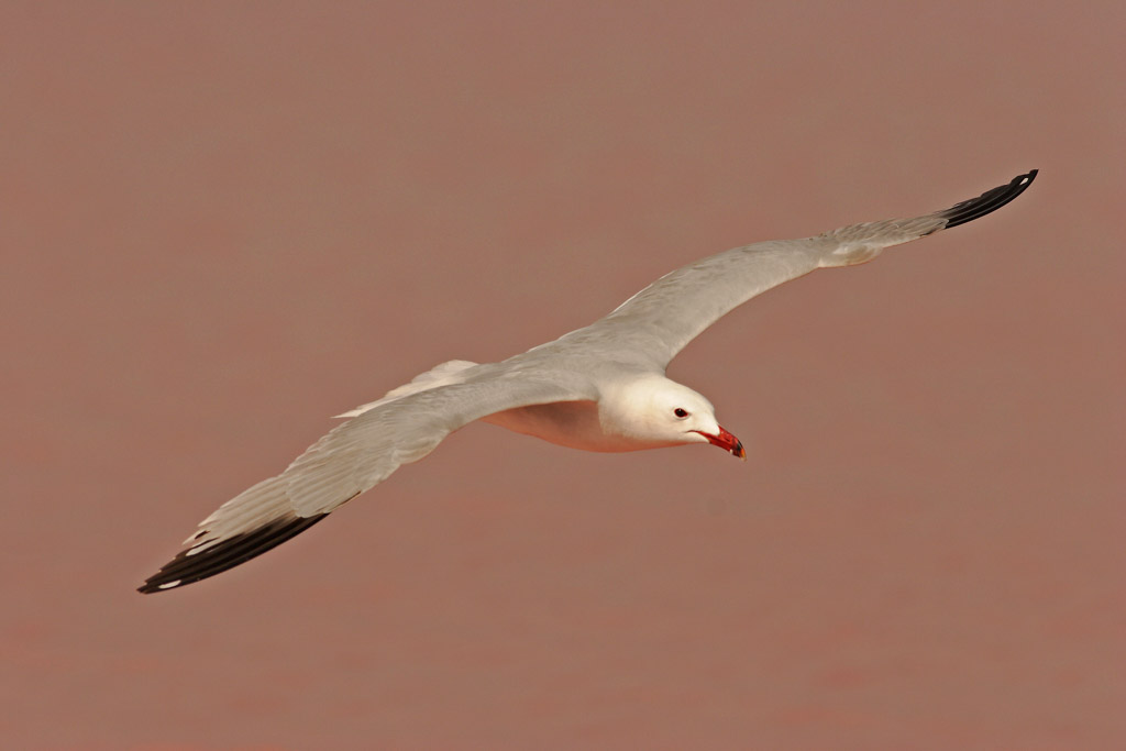Gaviota-de-Audouin-Antonio-Saez-Oxytours-edit